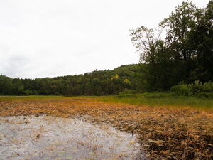 Island shoreline on Whitson Lake in Algonquin Park