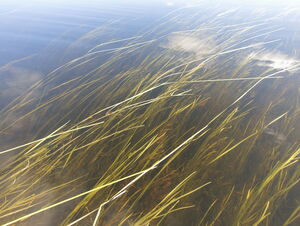 Weed beds on Smith Lake in Algonquin Park