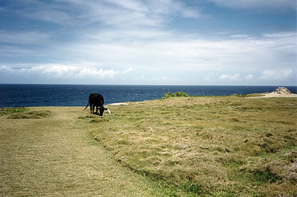 Black Cow with Egret at Bathsheba Barbados