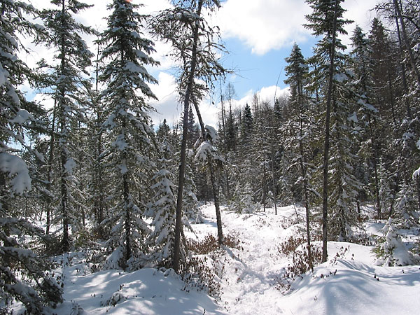 along the HSA ski trail in the Petawawa Research Forest