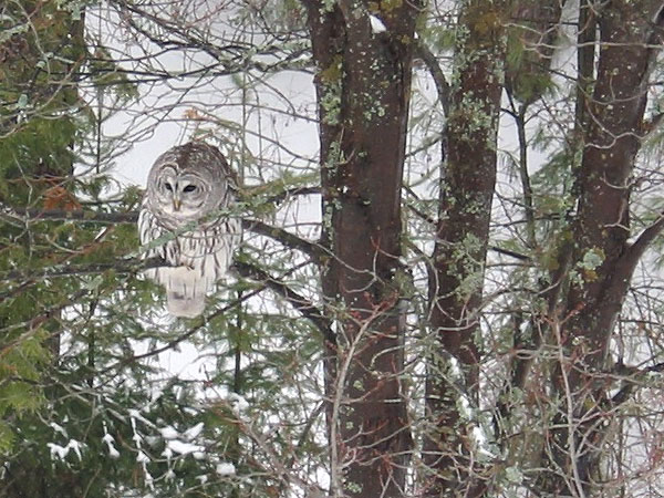 barred owl