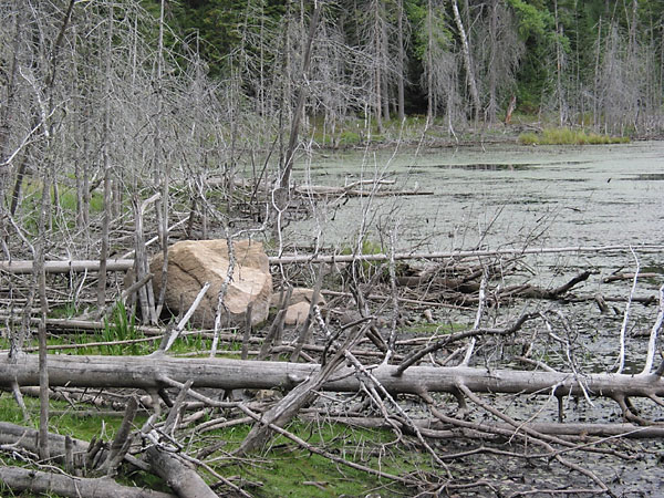 Beaver pond in the Petawawa Research Forest