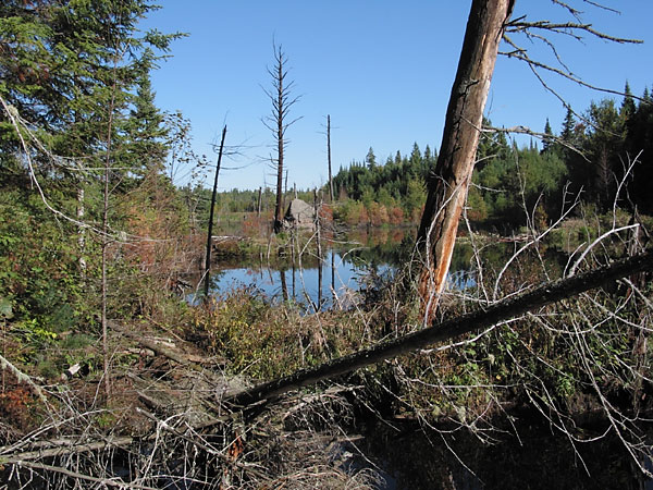 Beaver Pond