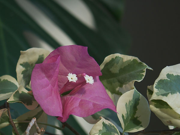 Bougainvillea