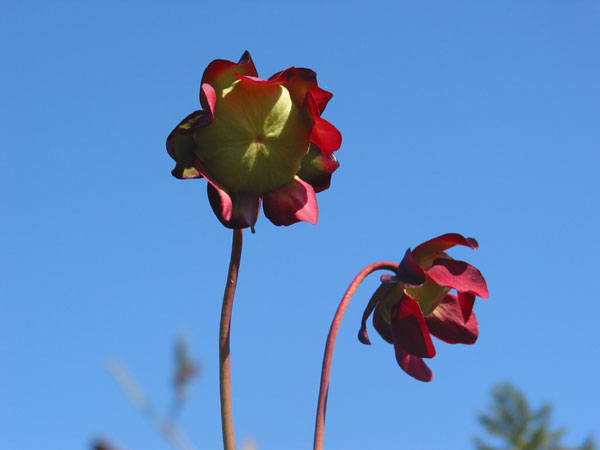 Sarracenia purpurea  Northern Pitcherplant