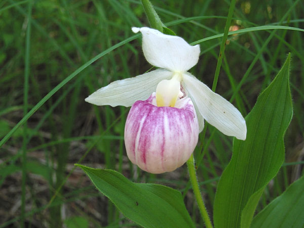Showy Ladysslippers Cypripedium reginae