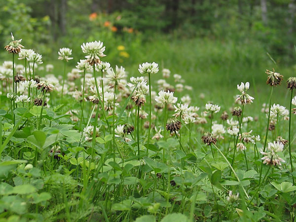 White Clover