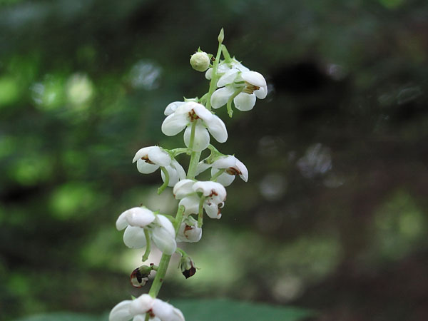 Pyrola