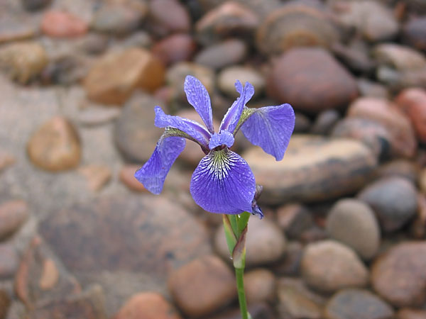 Iris versicolor  Blueflag