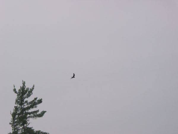 Peregrine falcon  Falco peregrinus