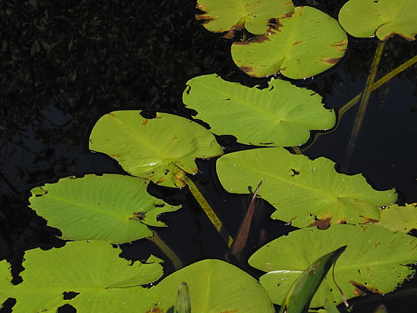 Waterlily Leaves