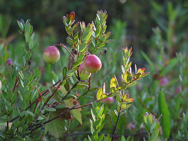 Wild Cranberries  Vaccinium macrocarpon