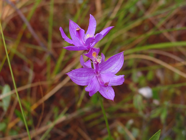 Tuberous Grasspink  Calopogon tuberosus