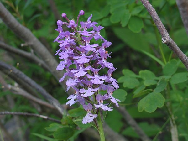 Platanthera psycodes  Small Purplefringed Orchid