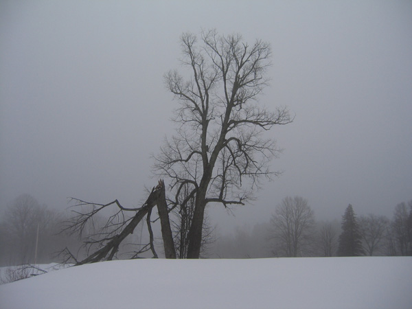 picture of broken tree in mist