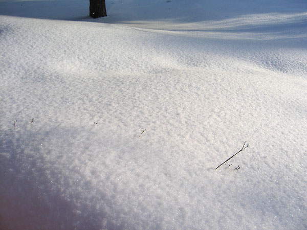 day lilies buried in snow