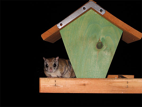 Northern Flying Squirrel  Glaucomys sabrinus
