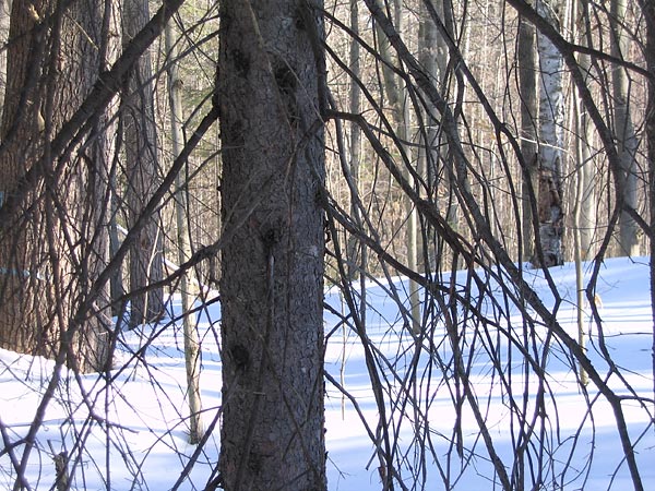 dead branches of spruce tree
