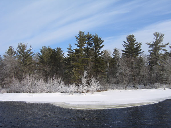 white pines along Petawawa River at Big Eddy Rapids