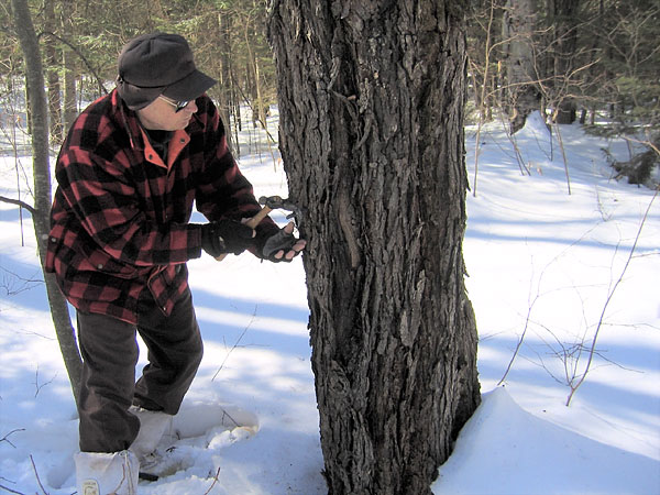 Tapping maple trees