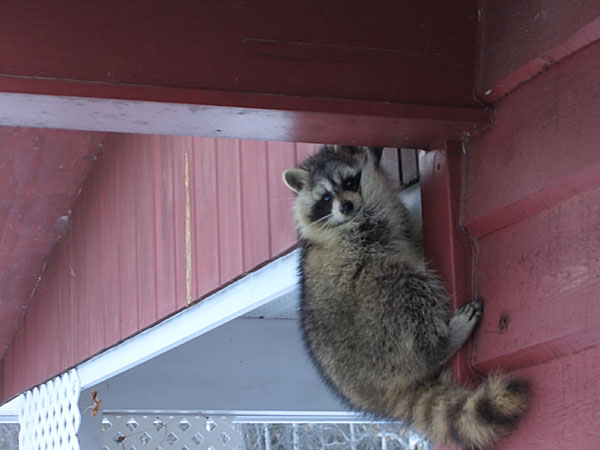 Raccoon attempting a break in