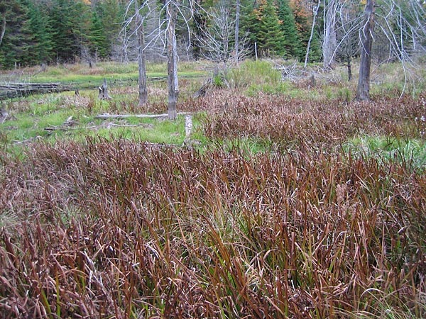 Beaver pondmeadow