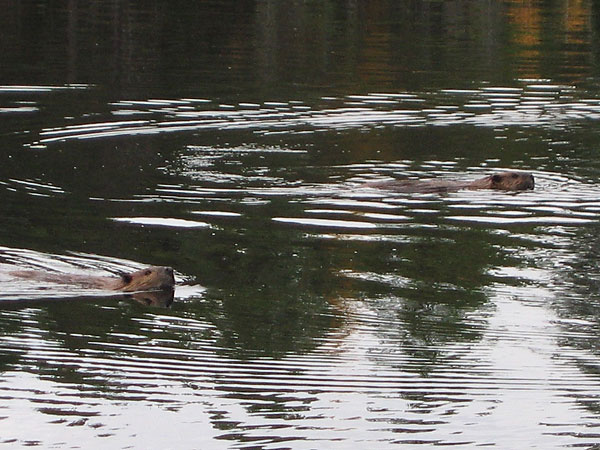Beavers at Maunsell Lake in the Petawawa Research Forest