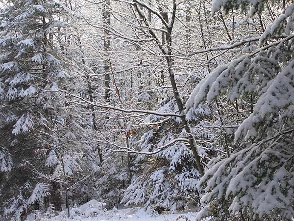 Fresh snow in the Petawawa Research Forest