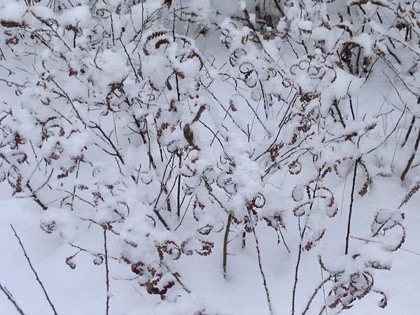 sweet fern in snow