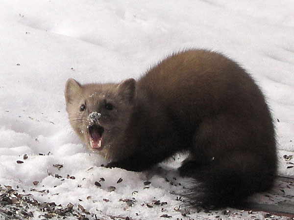American Marten Pine  Martes americana