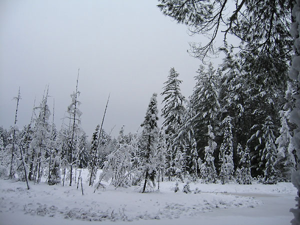 Beaver meadow  pond in the Petawawa Research Forest