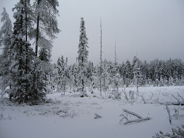Beaver Meadow in the Petawawa Research Forest