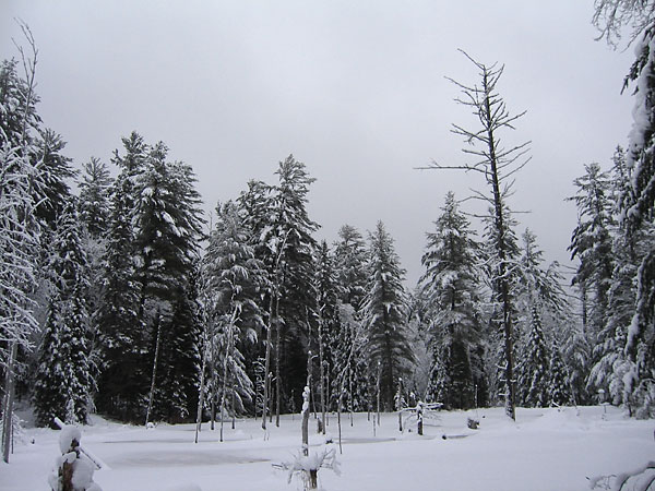 Large white pines surround a beaver pond along the HSA ski trail in the Petawawa Research Forest