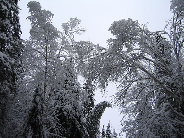 Snow laden trees in the Petawawa Research Forest