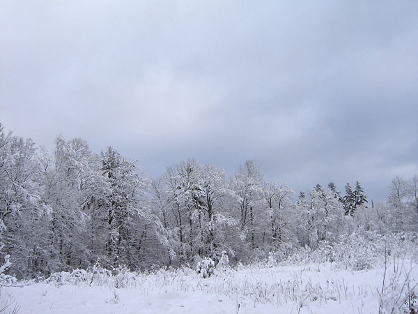 The weather station site at the Petawawa Research Forest