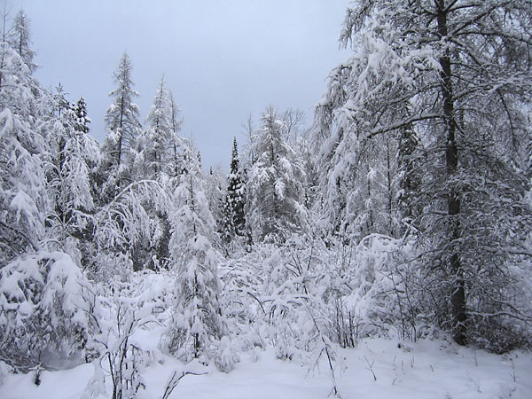 Tamaracks in Snow