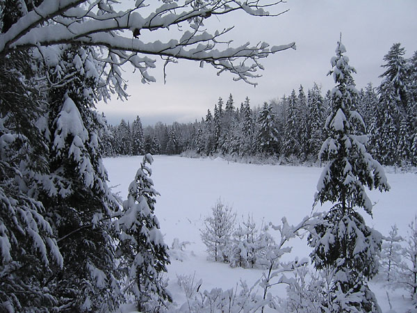 Beaver pond in Petawawa Research Forest