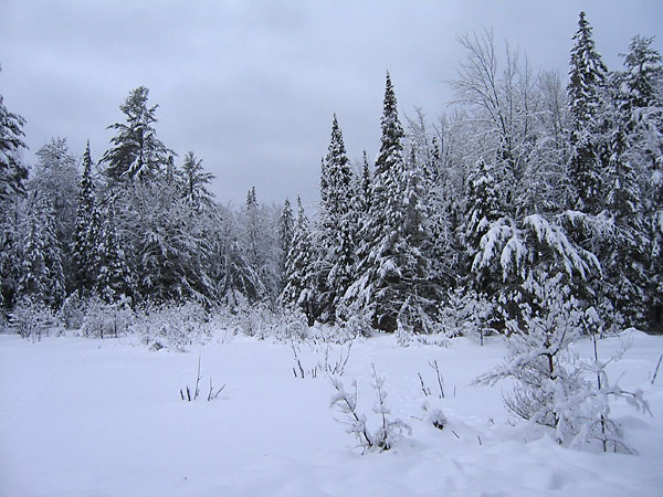 Beaver pond in Petawawa Research Forest
