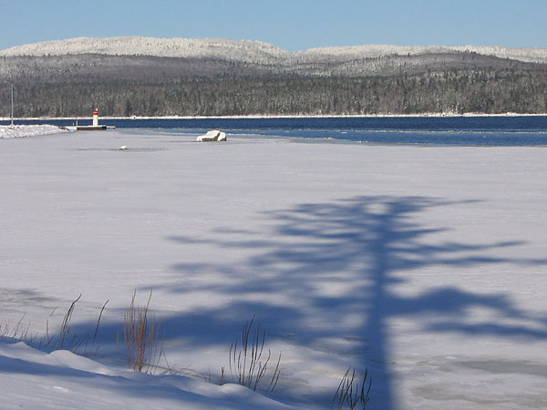White pine along Deep River Waterfront