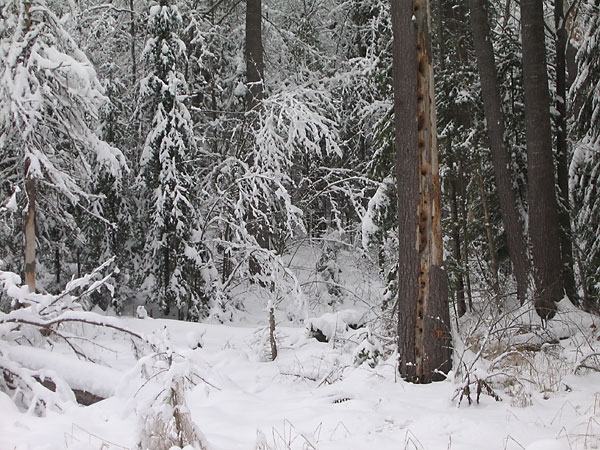 White pine with woodpecker holes