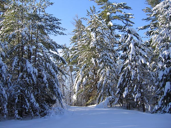 An untraveled road in the Petawawa Research Forest