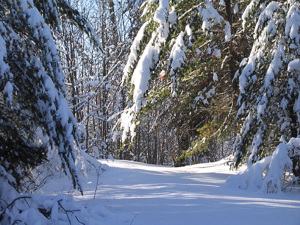 An untraveled road in the Petawawa Research Forest