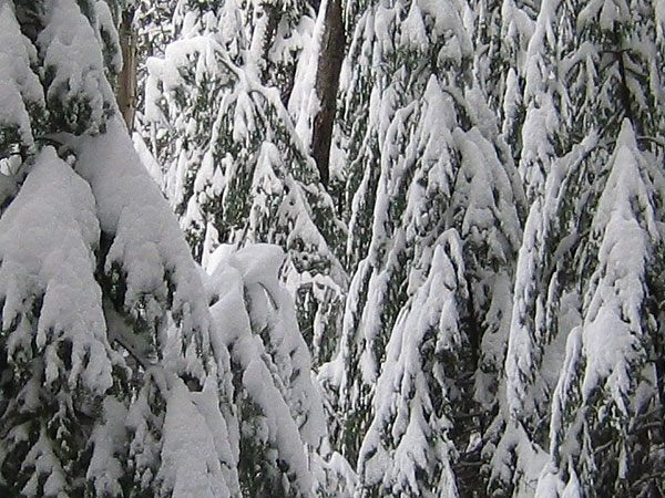 Snow laden evergreens in the Petawawa Research Forest