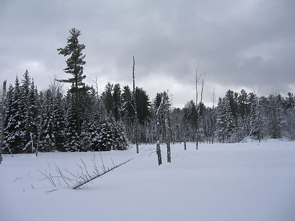 Heronry in the Petawawa Research Forest