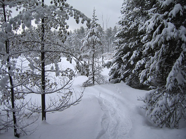 Snowshoe tracks in the Petawawa Research Forest