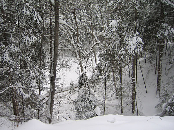 McConnell Creek Ravine in Laurention Hills