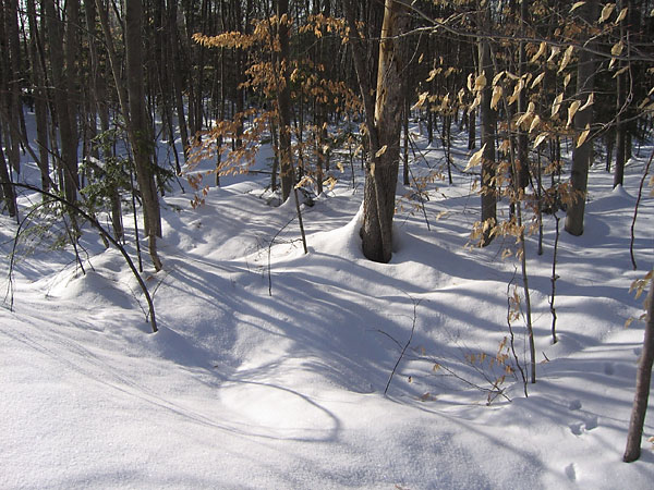 Forest Floor in the Petawawa Research Forest