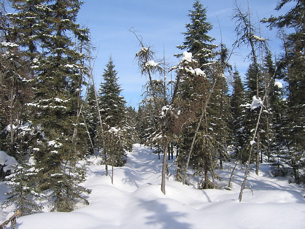 Spruce swamp along the HSA ski trail in the Petawawa Research Forest