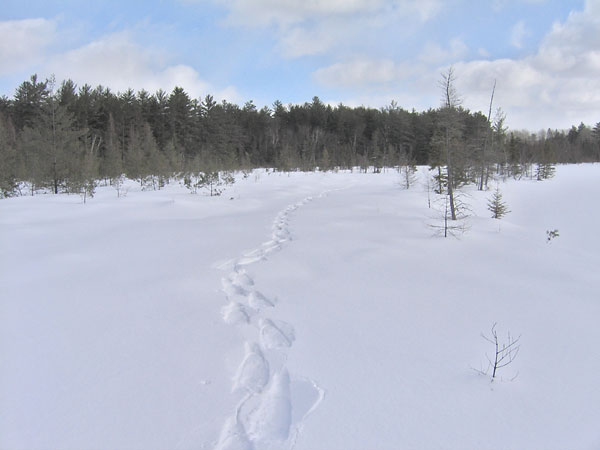 Snowshoe tracks along the shore of Maunsell Lake in the Petawawa Research Forest