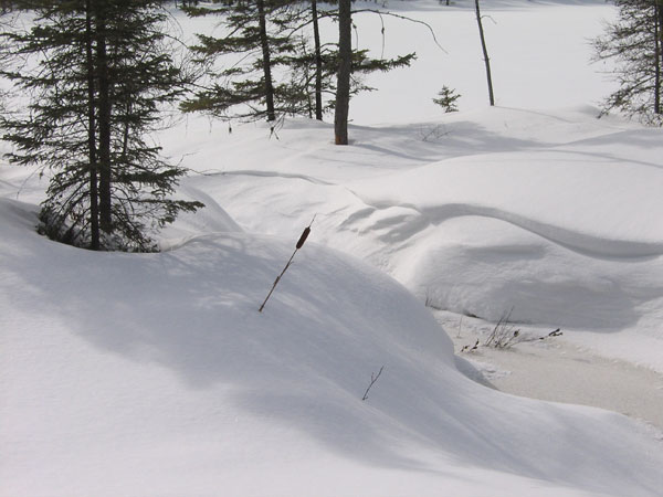 Cattail along the shore of Maunsell Lake in the Petawawa Research Forest